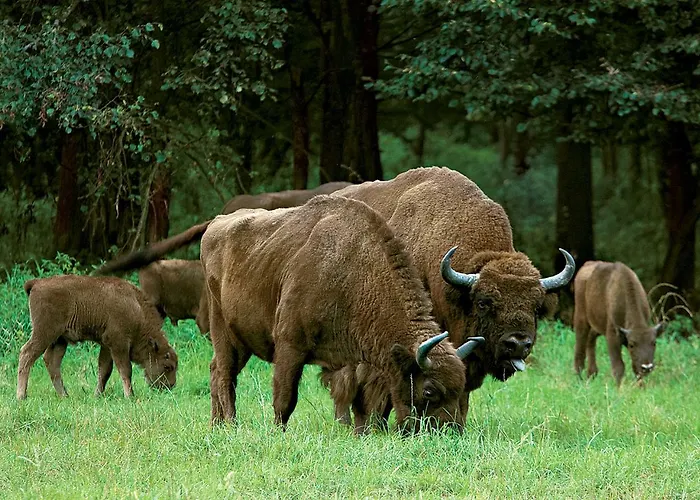 W Puszczy Boreckiej Apartmán *